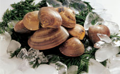 moluscos
